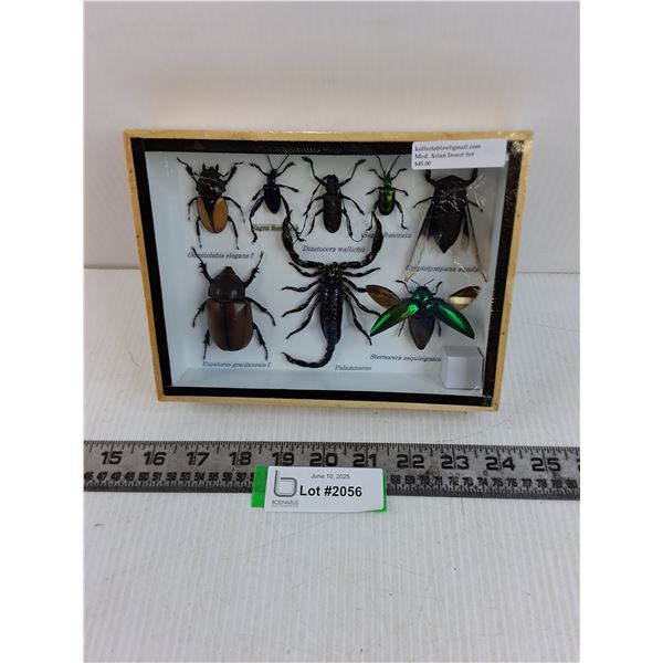 Medium Asian Insect Set in Display Case - 8" x 6" Formaldehyde Smell- PICK UP ONLY