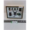 Image 1 : Medium Asian Insect Set in Display Case - 8" x 6" Formaldehyde Smell- PICK UP ONLY