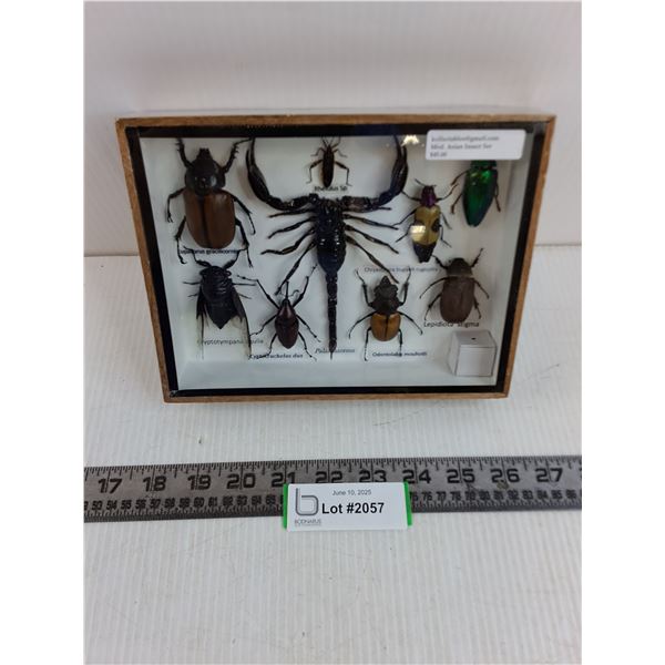Medium Asian Insect Set in Display Case - 8" x 6" Formaldehyde Smell - PICK UP ONLY
