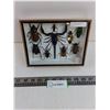 Image 1 : Medium Asian Insect Set in Display Case - 8" x 6" Formaldehyde Smell - PICK UP ONLY