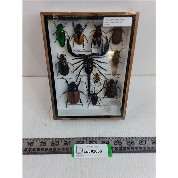 Medium Asian Insect Set in Display Case - 8" x 6"  Formaldehyde Smell- PICK UP ONLY