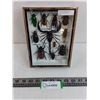 Image 1 : Medium Asian Insect Set in Display Case - 8" x 6"  Formaldehyde Smell- PICK UP ONLY
