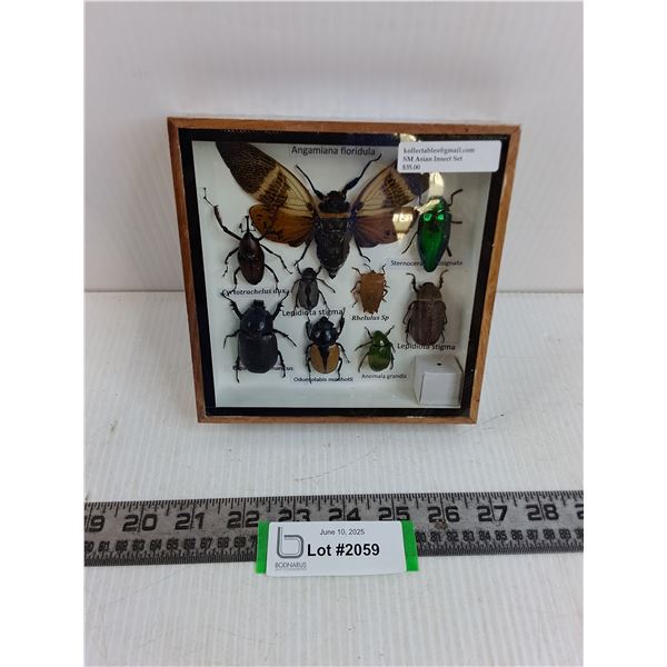 Small Asian Insect Set in Display Case - 6" x 6"  Formaldehyde Smell- PICK UP ONLY