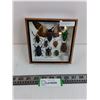 Image 1 : Small Asian Insect Set in Display Case - 6" x 6"  Formaldehyde Smell- PICK UP ONLY