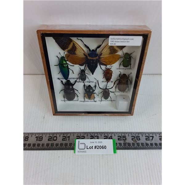 Small Asian Insect Set in Display Case - 6" x 6"  Formaldehyde Smell- PICK UP ONLY