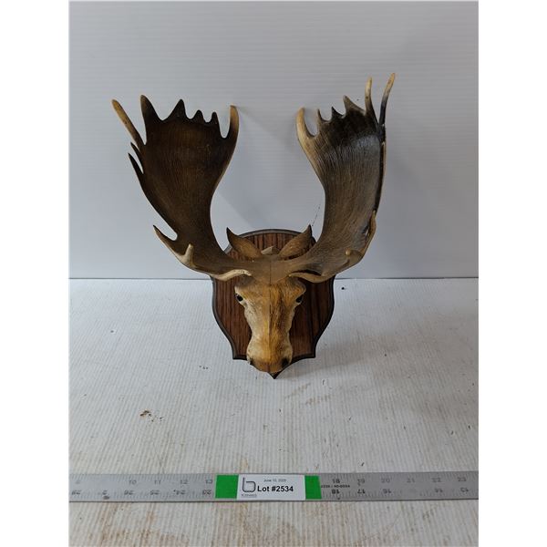 Plastic Wall Hanging Moose