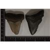 Image 1 : 2-MEGALODON TEETH IN RIKER BOX: VERY OLD