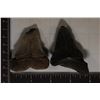 Image 2 : 2-MEGALODON TEETH IN RIKER BOX: VERY OLD