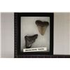 Image 3 : 2-MEGALODON TEETH IN RIKER BOX: VERY OLD