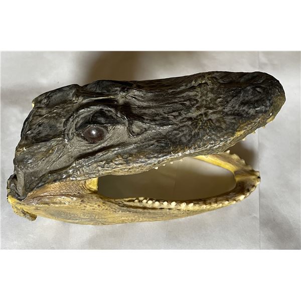 6” alligator head paperweight