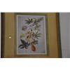 Image 2 : FRAMED BOTANICAL ILLUSTRATION (PASSION FLOWER)