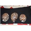 Image 2 : TIGER COWRIES (3 PCS)