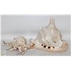 Image 1 : CONCH SHELLS- LOT OF 2
