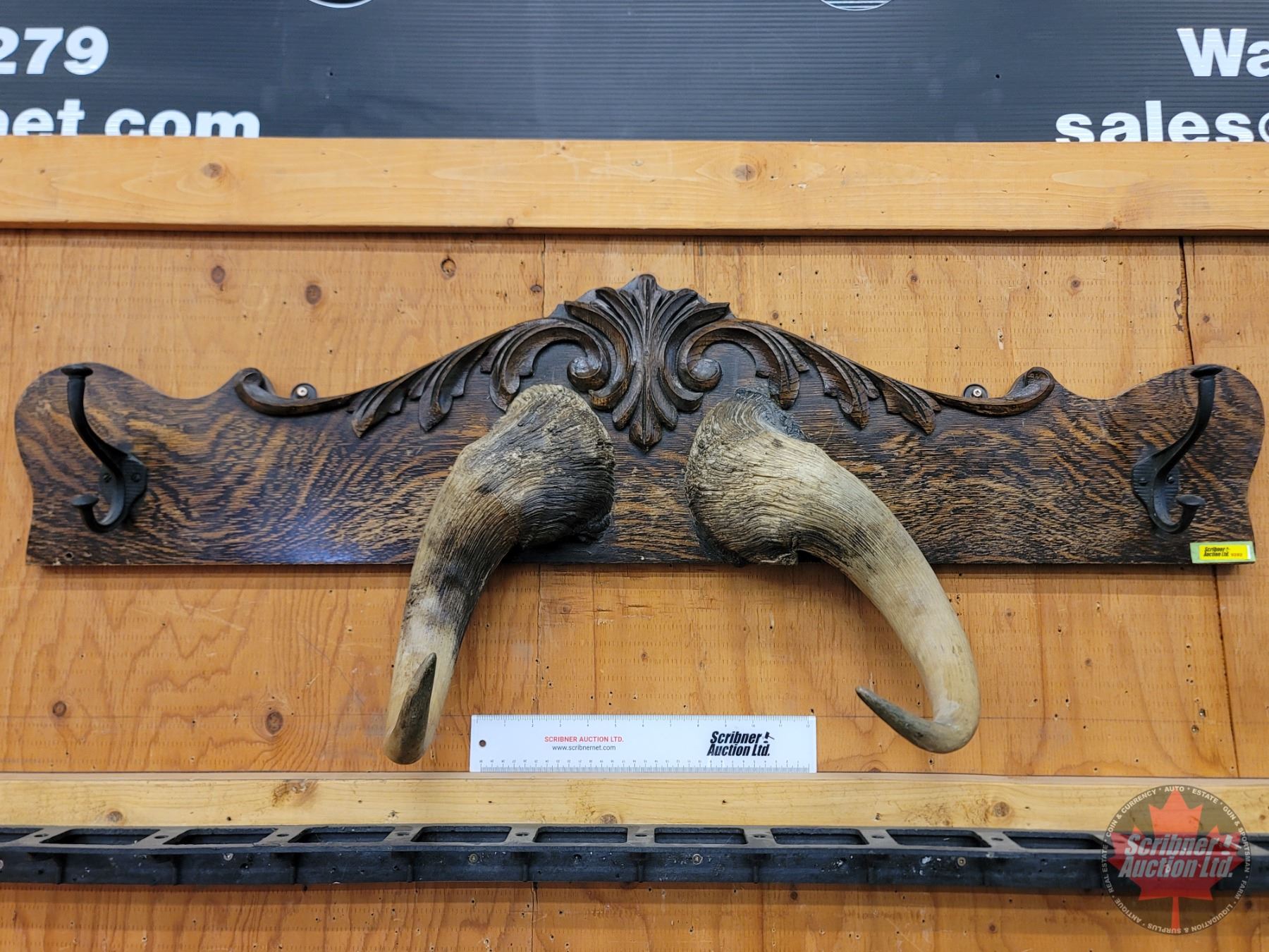 Custom Coat/Hat Rack Wall Mount (Musk Ox Horns) (SEE PICS!) (Listing ...