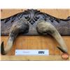 Image 2 : Custom Coat/Hat Rack Wall Mount (Musk Ox Horns)  (SEE PICS!)  (Listing & Descriptions are a GUIDE ON