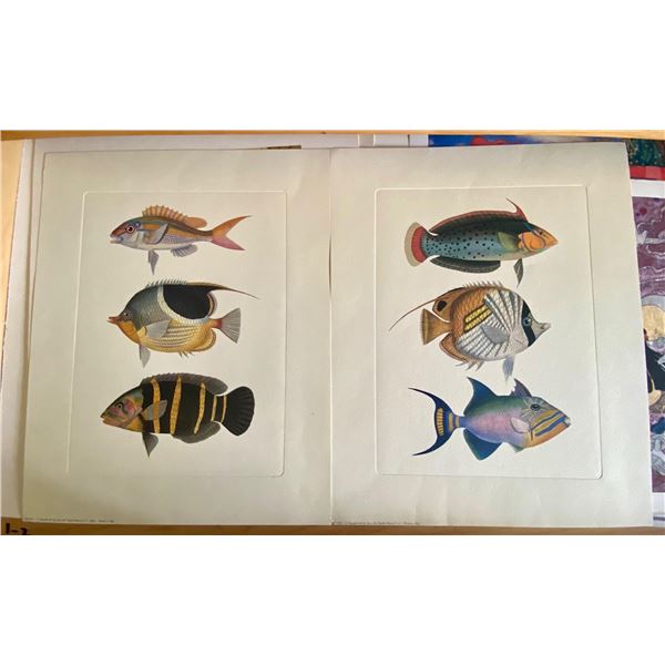 Fish Settings by Unknown Artist