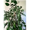 Image 2 : Faux Potted Tree