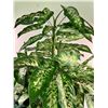 Image 3 : Faux Potted Plants