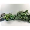 Image 1 : Assorted Faux House Plants