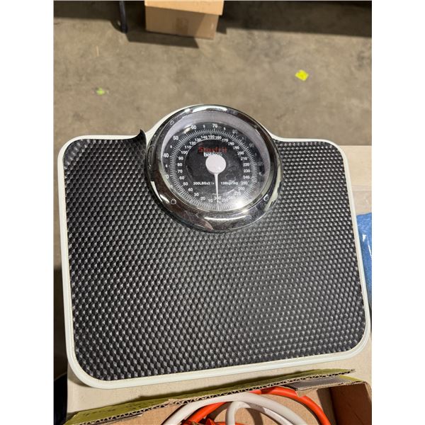 Starfruit scale