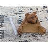 Image 1 : Bear Designed Carved wood Toilet paper Holder (Great Condition)