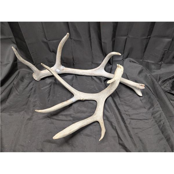 Massive Mule Deer Antler Drop + Elk Drop