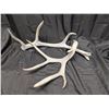 Image 1 : Massive Mule Deer Antler Drop + Elk Drop