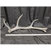 Image 2 : Massive Mule Deer Antler Drop + Elk Drop