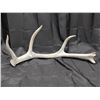 Image 3 : Massive Mule Deer Antler Drop + Elk Drop