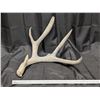 Image 4 : Massive Mule Deer Antler Drop + Elk Drop