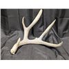 Image 5 : Massive Mule Deer Antler Drop + Elk Drop