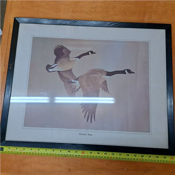 canadian geese picture- 24" by 19"