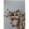 Image 4 : Seashells