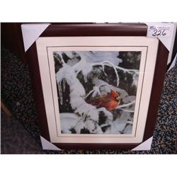 Framed Print "red Robin"
