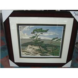 Limited Edition Print 26/795 "white Pine