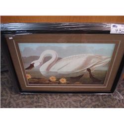 Framed Print "white Swan"