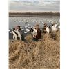 Image 11 : Missouri Pheasant Hunt with Snowgoose Option
