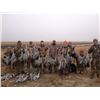 Image 5 : Texas Sandhill Crane Hunt for 1 Hunter