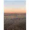 Image 8 : Missouri Pheasant Hunt for 1 Hunter