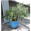Image 1 : Large Blue Planter Pot 17" Dia, 15"H w/ Plant