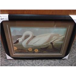 Framed Print - Red Finch