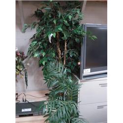 Misc Evergreen Plants