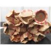 Image 2 : 10 Rolls of Mostly Canadian Pennies
