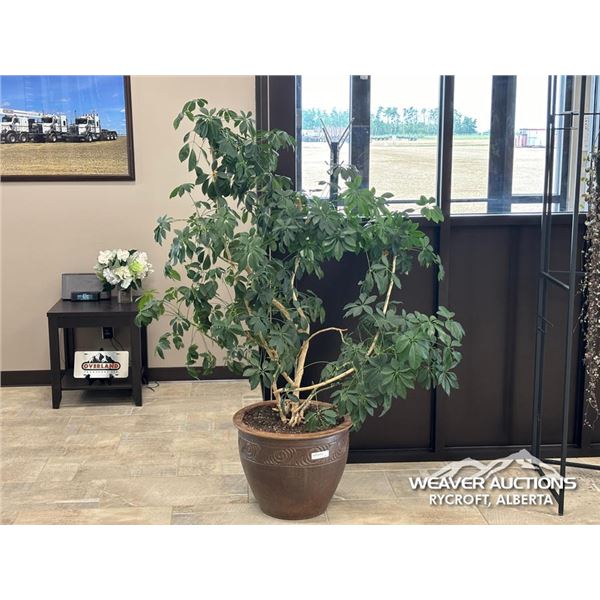 UMBRELLA TREE