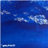 Image 2 : Untitled by Wyland Original