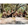 Image 1 : 2 Person 2 Day Osceola Turkey Hunt