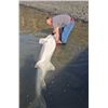 Image 1 : 2 Day Columbia River Sturgeon Fishing for 4