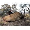 Image 2 : South African Safari for 4