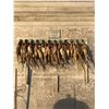 Image 4 : 3 Day 4 Night Pheasant Hunt in North Central Iowa for 4
