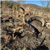 Image 1 : Trophy Coues Deer Hunt for Two in Arizona